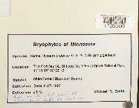 Hypnum pratense image