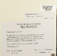 Hypnum pratense image