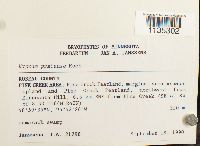 Hypnum pratense image