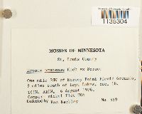 Hypnum pratense image