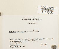 Hypnum pratense image