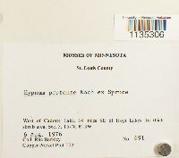 Hypnum pratense image