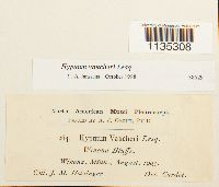 Hypnum vaucheri image