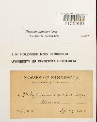 Hypnum vaucheri image