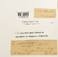 Hypnum vaucheri image