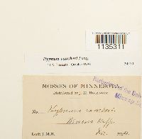 Hypnum vaucheri image