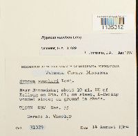 Hypnum vaucheri image