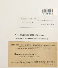 Hypnum vaucheri image