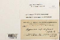 Hypnum vaucheri image