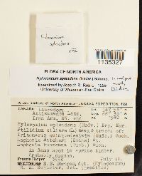 Hylocomium splendens image