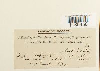 Hypnum cupressiforme image