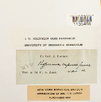 Hypnum cupressiforme image