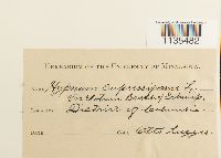 Hypnum cupressiforme image