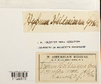 Callicladium haldanianum image