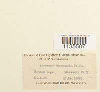 Hypnum imponens image