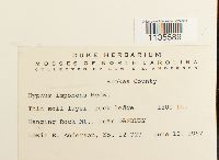 Hypnum imponens image