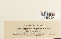 Hypnum imponens image