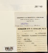 Hypnum imponens image