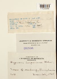 Hypnum imponens image