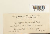 Hypnum imponens image