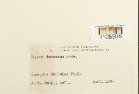 Hypnum imponens image