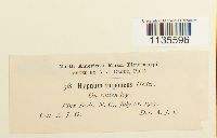 Hypnum imponens image