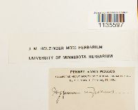 Hypnum imponens image