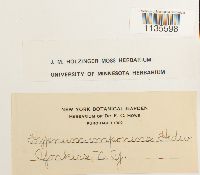 Hypnum imponens image