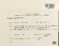 Hypnum imponens image