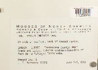 Hypnum imponens image