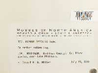 Hypnum imponens image