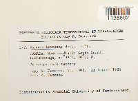 Hypnum imponens image