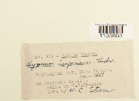 Hypnum imponens image