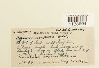 Hypnum imponens image