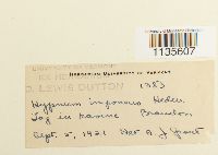 Hypnum imponens image