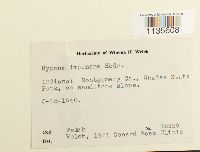 Hypnum imponens image