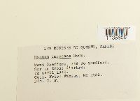 Hypnum imponens image