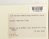 Hypnum imponens image