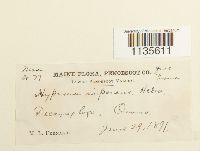 Hypnum imponens image