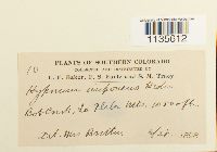 Hypnum imponens image