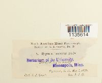 Hypnum imponens image