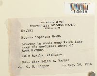 Hypnum imponens image