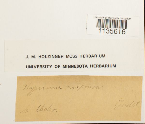 Hypnum imponens image