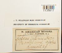 Hypnum imponens image