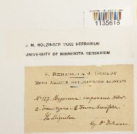 Hypnum imponens image