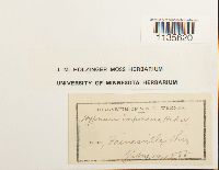 Hypnum imponens image