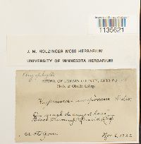 Hypnum imponens image