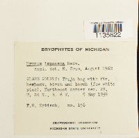 Hypnum imponens image