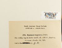 Hypnum imponens image