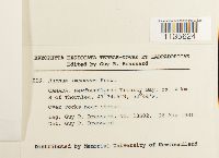 Hypnum imponens image